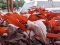 A close up of Acalypha wilkesina